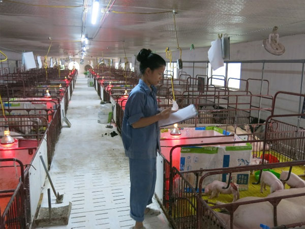 Nguyên tắc chăn nuôi an toàn